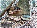 cache19_Pook3-4