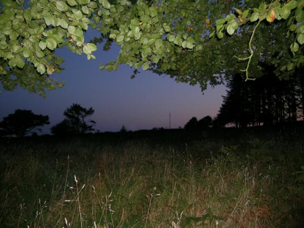 Foret du Cranou (Bretagne)