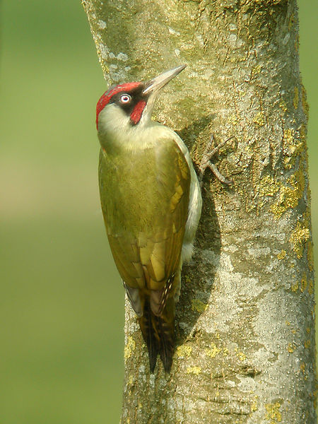 Picus Veridis