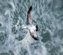 seagull