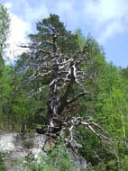 old tree